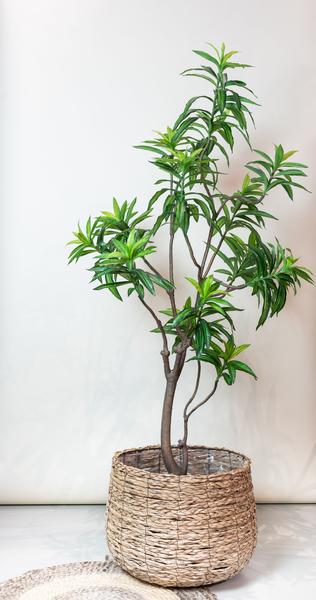 Kunstplant - Dracaena - Drakenboom - ↕190cm - Ø17cm