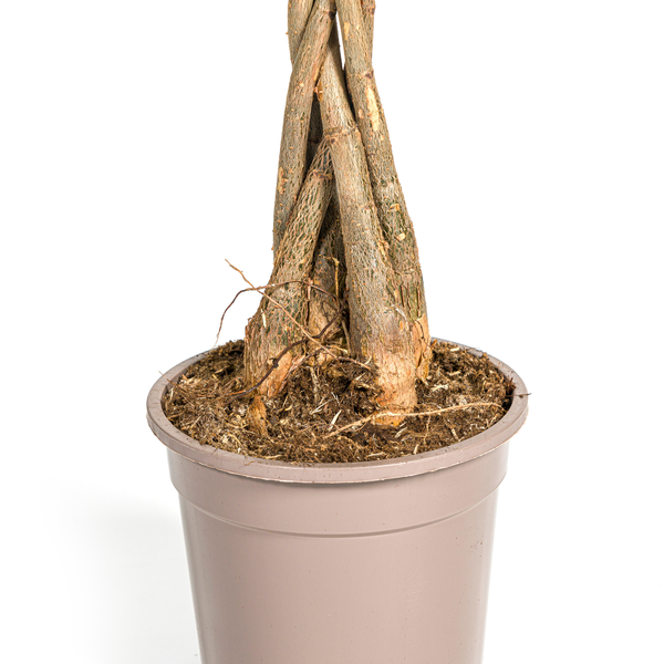 Pachira Aquatica - Geldboom - ↕100cm - Ø21cm