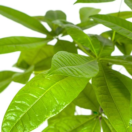 Pachira Aquatica - Money Tree - ↕100cm - Ø21cm