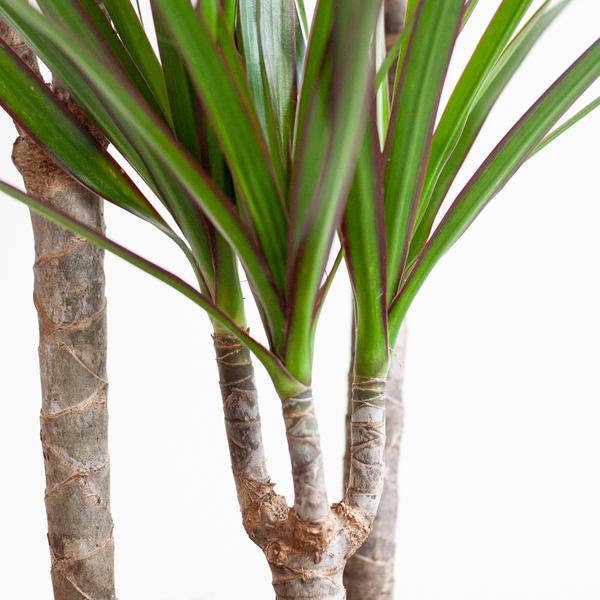 Dracaena Marginata - met Viber pot grijs - ↕95cm - Ø21cm - Drakenplant