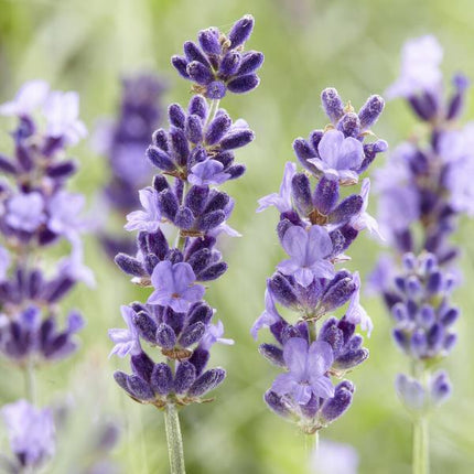 Lavandula 'Hidcote' - ↕10-25cm - Ø9cm - Lavanda - Pianta da bordura - 60x