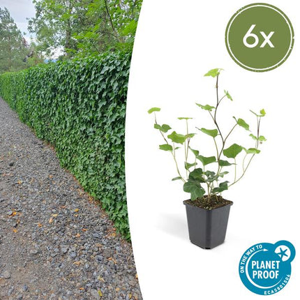 Hedera Hibernica - ↕10-25cm - Ø9cm - Edera - Coprisuolo - 6x