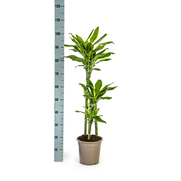Dracaena Fragrans Golden Coast - ↕100cm - Ø21cm - Drakenplant