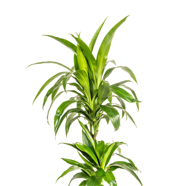 Dracaena Deremensis Lisa - ↕80cm - Ø19cm