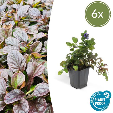 Kriechender Günsel (Ajuga reptans) – ↕10–25 cm – Ø9 cm – Kriechend, Schwarzgrün – Bodendecker – 6 Stück