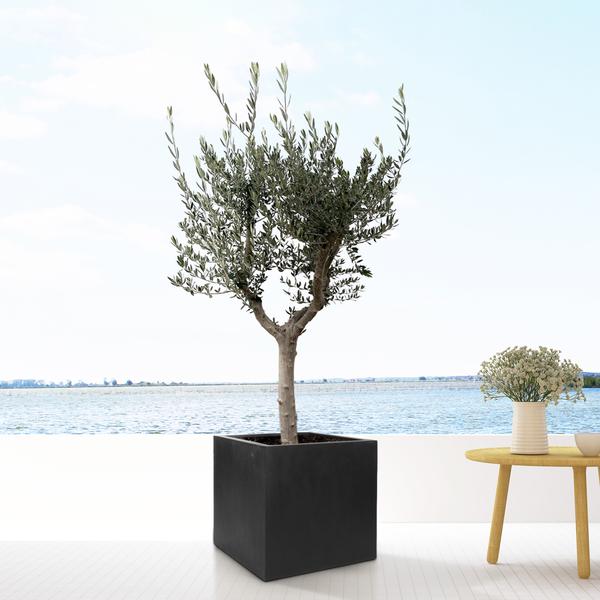 Block Black - XL - D60xH60 - Pottery Pots | Betonlook Plantenbak