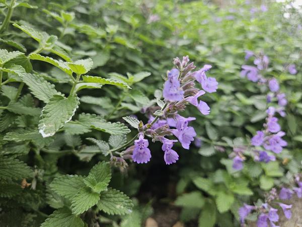 Nepeta 'Walker's Low' - Kattekruid - ↕10-25cm - Ø9cm - Borderplant - 6x