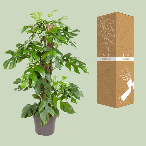 Monstera Minima - ↕80cm - Ø19cm - Gatenplant