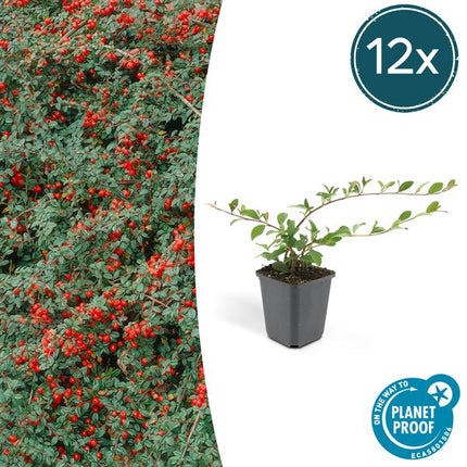 Cotoneaster dammeri - ↕10-25cm - Ø9cm - Couvre-sol - Plante de bordure - 12x