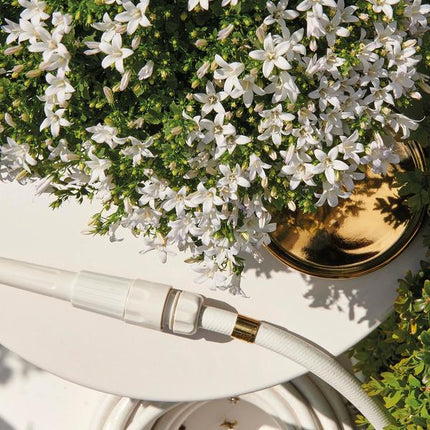 Campanula Addenda - Glockenblume weiß - 1m2 Bodendecker - Ambella white - Ø12cm - 6x