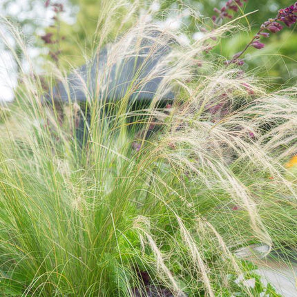 Stipa Tenuissima 'Ponytails' - Erba Piuma - ↕10-25cm - Ø9cm - Erba Ornamentale - 60x