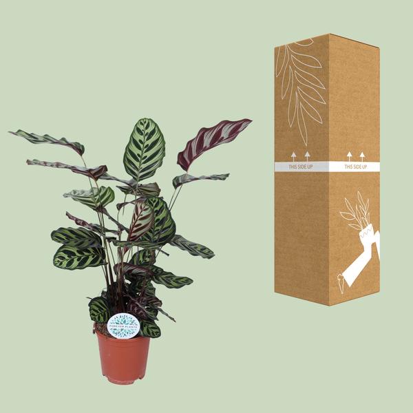 Calathea Makoyana - ↕70cm - Ø21cm