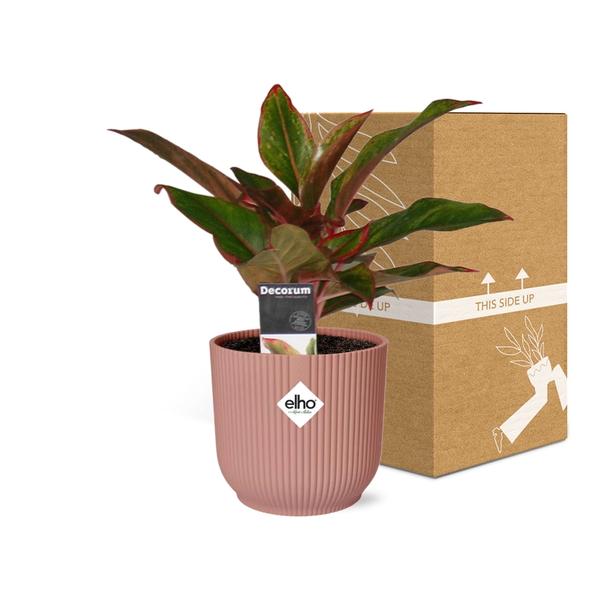 Aglaonema Crete - in roze elho Vibes Fold - ↕25cm - Ø14cm