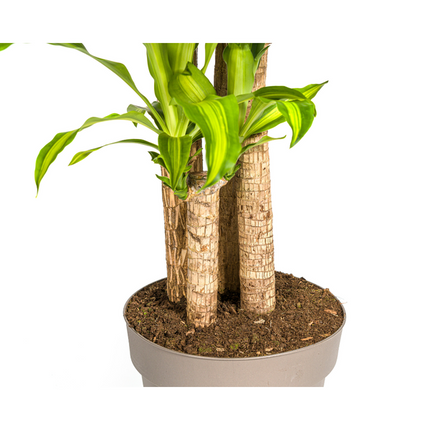 Dracaena Fragrans Massangeana - Drageplante - ↕180cm - Ø30cm