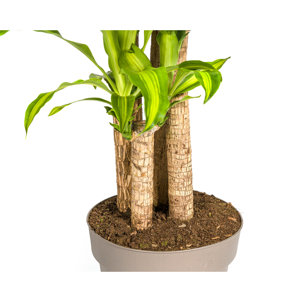 Dracaena Fragrans Massangeana - ↕180cm - Ø30cm - Drakenplant