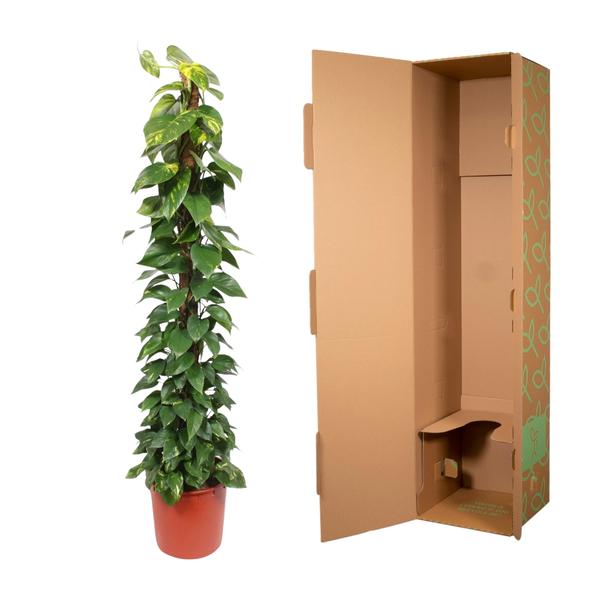 Epipremnum Aureum mosstok - ↕180cm - Ø34cm