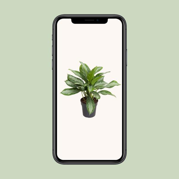 Aglaonema Cutlass - ↕60cm - Ø19cm