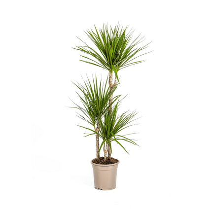 Dracaena Marginata Green - ↕120cm - Ø21cm - Roślina smoka