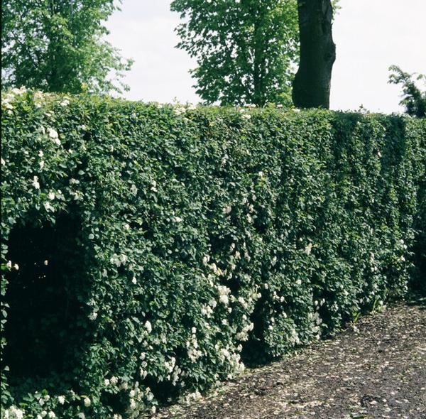 Crataegus Monogyna - Eenstijlige Meidoorn - Blote wortel - ↕100-125cm - 75x