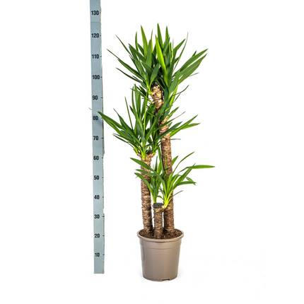 Yucca Elephantipes ↕130cm - Ø24cm