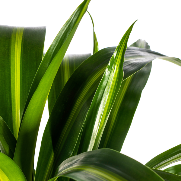 Dracaena Deremensis Hawaiian Sunshine - ↕100cm - Ø21cm