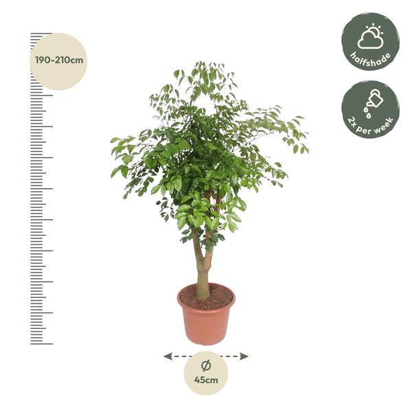 Hetropanax Chinensis vertakt - 200 cm - ø45