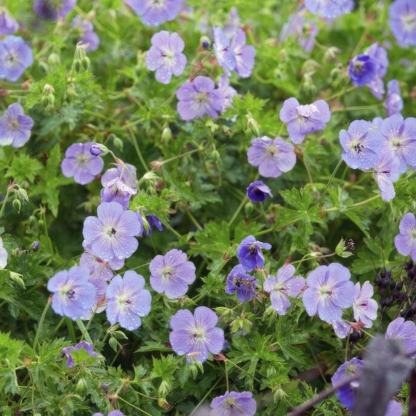 Geranium Rozanne - ↕10-25cm - Ø9cm - Ooievaarsbek - Bodembedekker - 12x