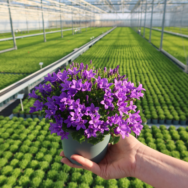 Campanula Addenda Ambella Intense purple in Malaga sierpotten - 2x - Ø12cm - vaste plant - winterhard