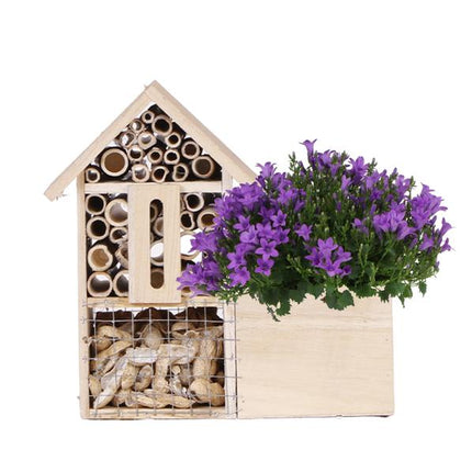 Campanula Addenda Intense Purple im Insektenhotel-Topf - Ø12cm