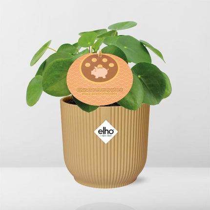 Pilea Peperomioides - Pancake plant - ↕12cm in elho Vibes Fold Ø14cm yellow
