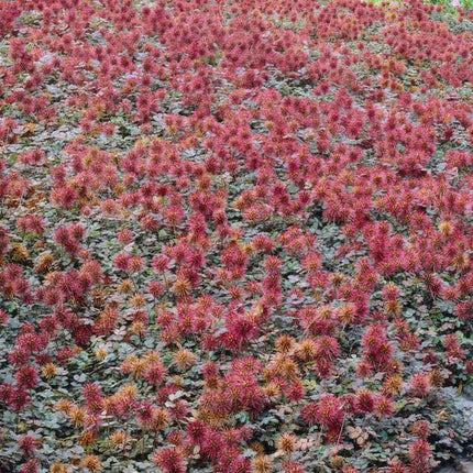 Acaena Microphylla 'Kupferteppich' - Spiny Burnet - ↕10-25cm - Ø9cm - Ground Cover - 12x
