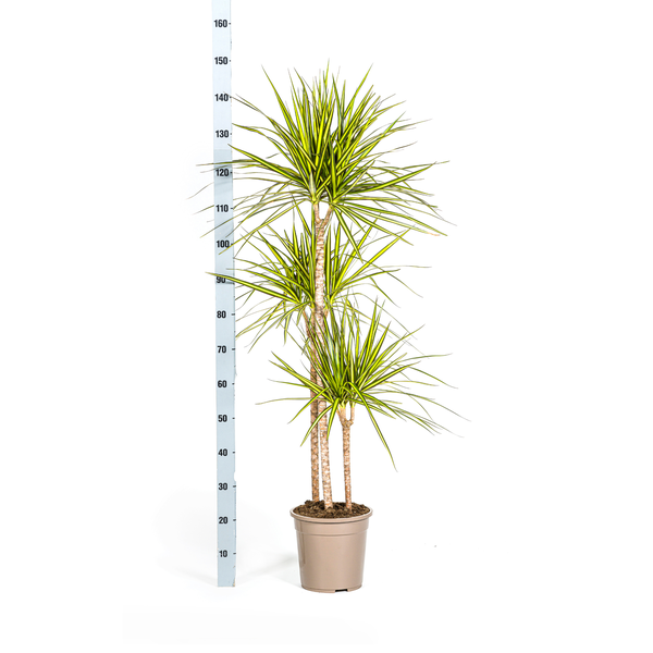 Dracaena Marginata Sunray - ↕140cm - Ø24cm - Drakenplant