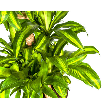 Dracaena Fragrans Massangeana Karussell - Dragon plant - ↕140cm - Ø30cm