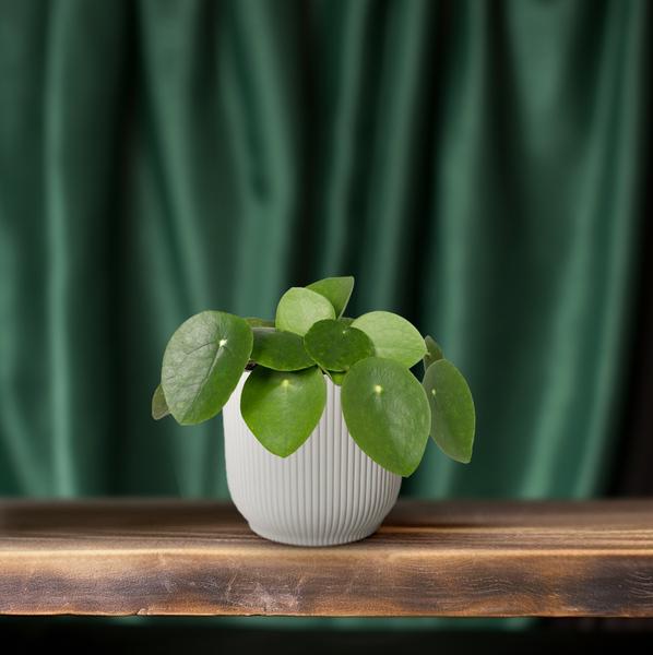Pilea Peperomiodes - Pannenkoekplant - ↕25cm - Ø15cm
