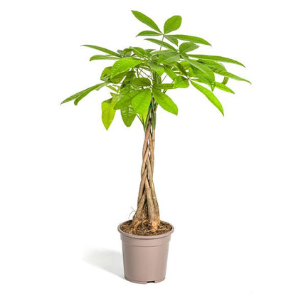 Pachira Aquatica - Money Tree - ↕80cm - Ø19cm