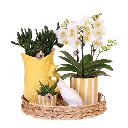 Kolibri Company | Gift set Mediterranean Sunset | Plant set with white Phalaenopsis Orchid Lausanne and Succulents incl. ceramic decorative pots