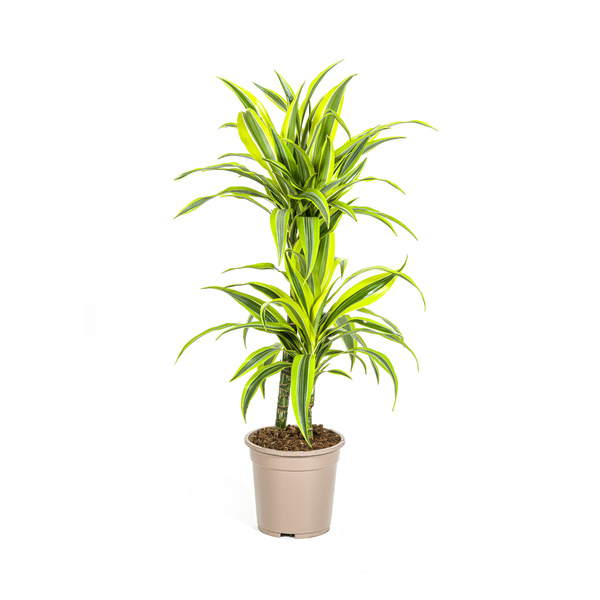 Dracaena Deremensis Lemon Lime - ↕80cm - Ø19cm