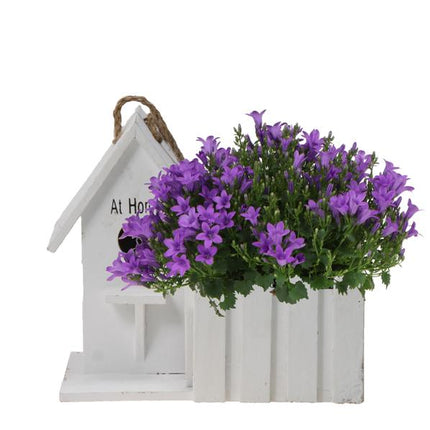 Campanula Addenda Ambella Intense - Campanula viola in vaso decorativo in legno / casetta per uccelli - Ø12cm