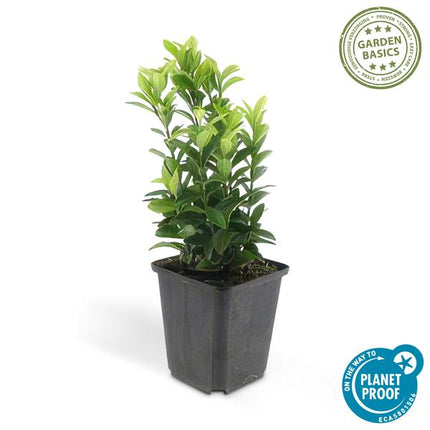 Euonymus japonicus Green Spire - Buis de remplacement ↕10-25 cm - Ø9 cm - 6x