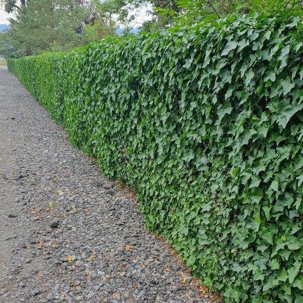 Hedera Hibernica - ↕10-25cm - Ø9cm - 12x - Klimop - Bodembedekker