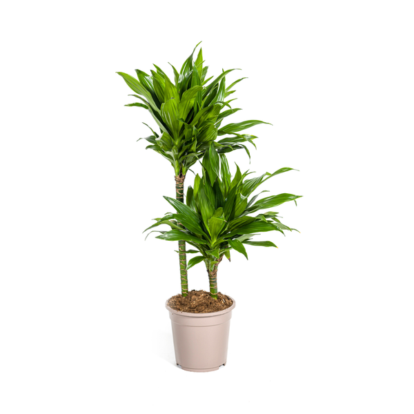 Dracaena Deremensis Green Jewel - ↕80cm - Ø19cm
