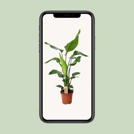 Strelitzia Nicolai - Paradijsvogelplant - ↕90cm - Ø19cm