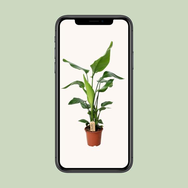 Strelitzia Nicolai - Paradijsvogelplant - ↕90cm - Ø19cm