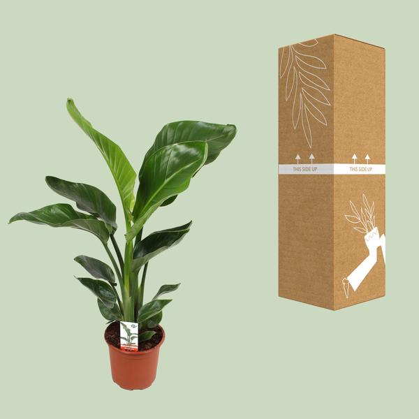 Strelitzia Nicolai - ↕70cm - Ø17cm