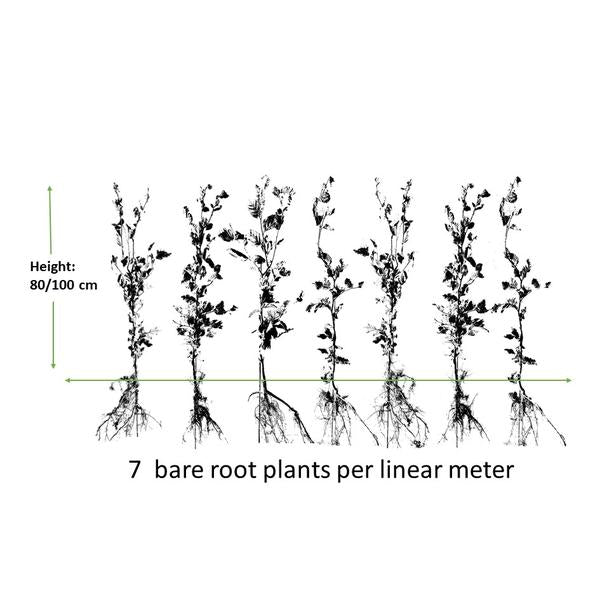 Fagus Sylvatica - Beukenhaag - Blote wortel - ↕80-100cm - 75x -