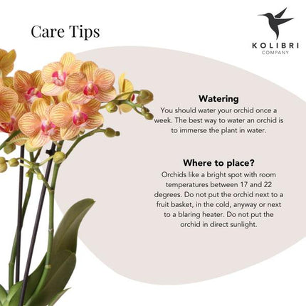 Gift set Optimism small peach | Groene plant met oranje Phalaenopsis orchidee in Candy sierpotten op wit organisch dienblad