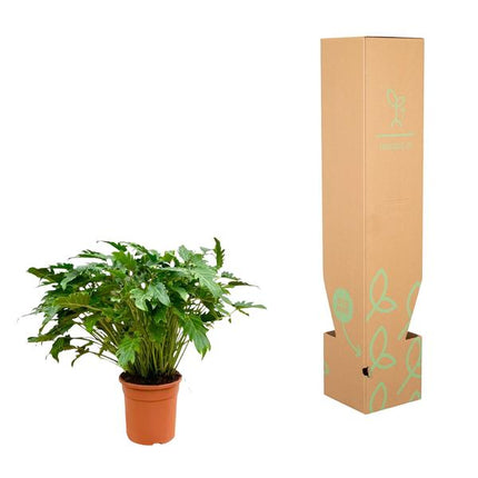 Filodendro Xanadú - ↕80cm - Ø30cm