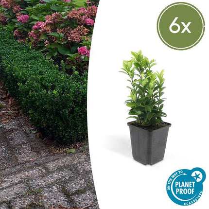 Euonymus japonicus Green Spire - Buis de remplacement ↕10-25 cm - Ø9 cm - 6x
