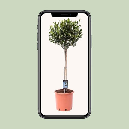 Olea Olive - Olive tree - ↕100cm - Ø22cm