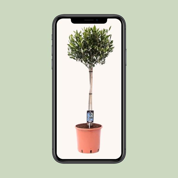 Olea Olijf - Olijfboom - ↕100cm - Ø22cm